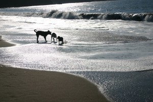 Urlaub mit Hund an der Nordsee, Ostsee und in Bayern