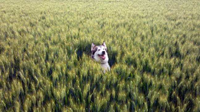 Tessa Alaskan Malamute
