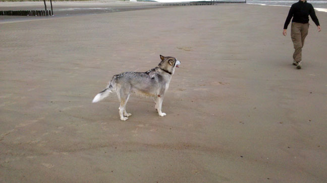 Tessa Alaskan Malamute3