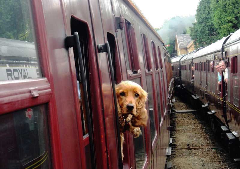 Bahnfahren mit Hund